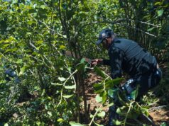 Watuhumiwa saba wakamatwa na kg 299.8 za mirungi Same