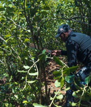 Watuhumiwa saba wakamatwa na kg 299.8 za mirungi Same